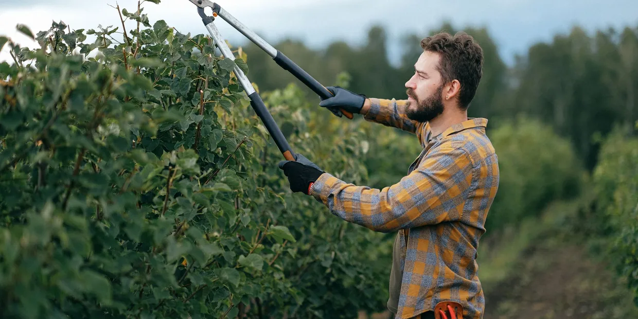 Gardener carefully trimming a leafy hedge with long-handled shears