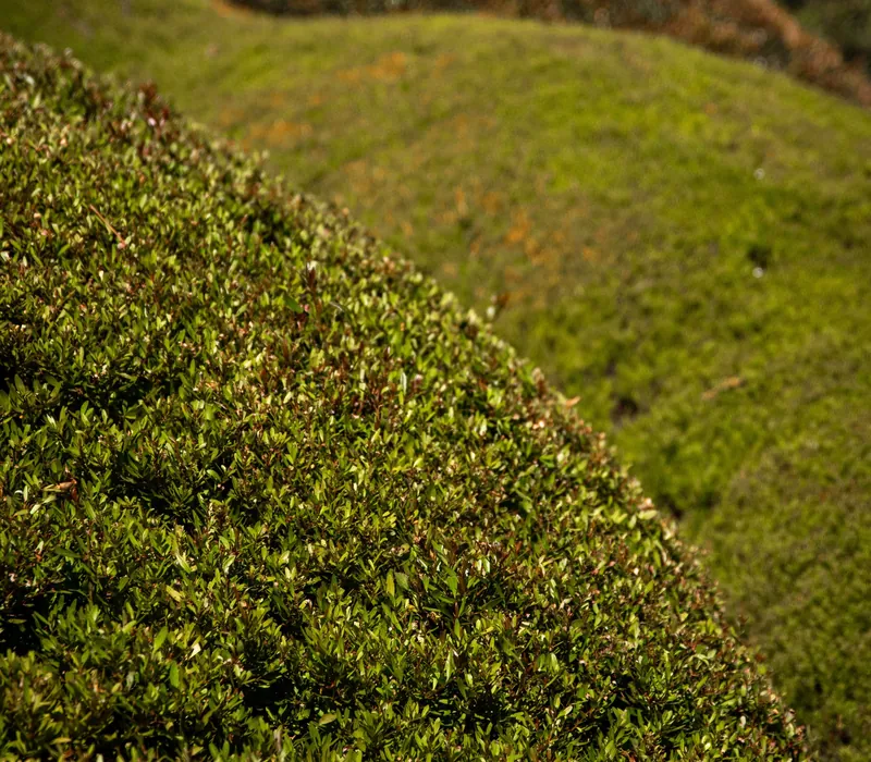 Close view of a neatly clipped green hedge